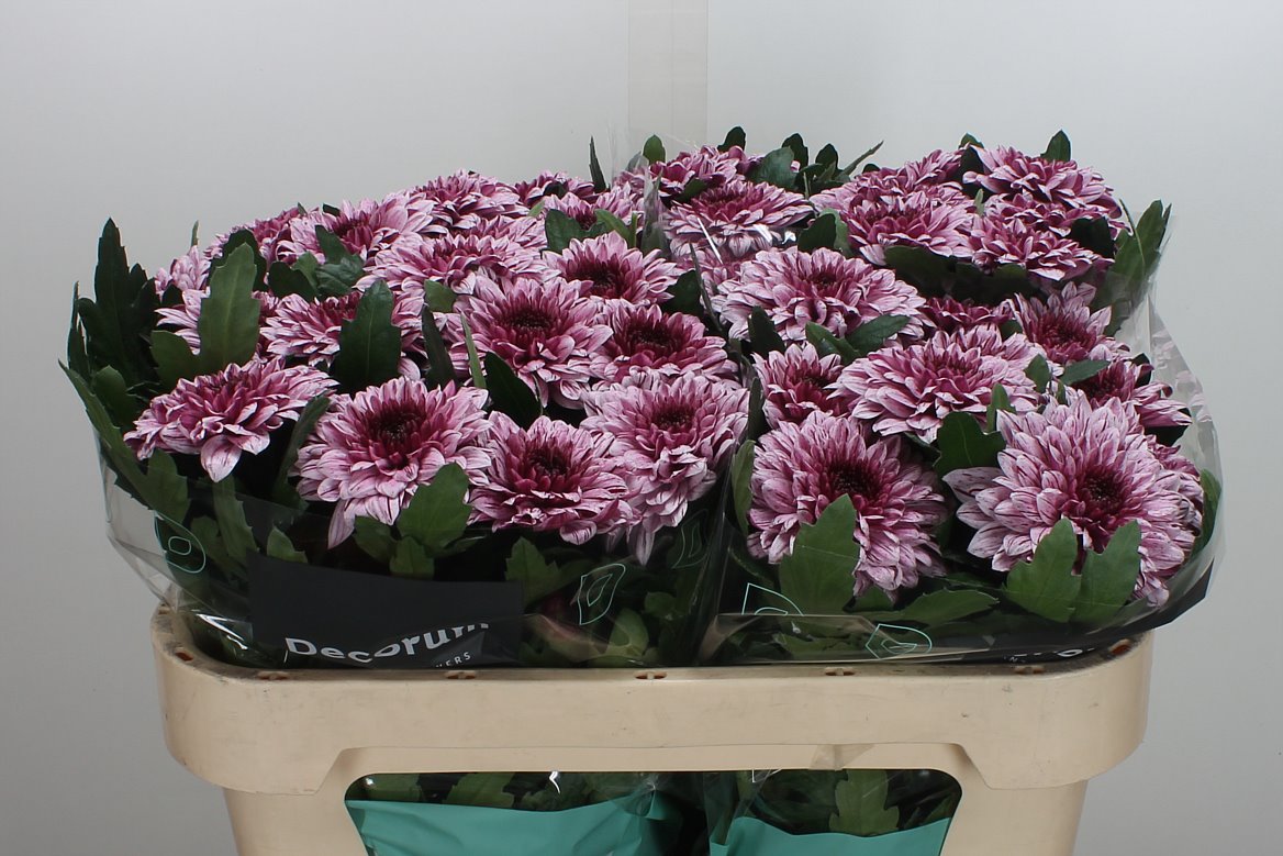 Chrysanth Single Pip 70cm 80gr.