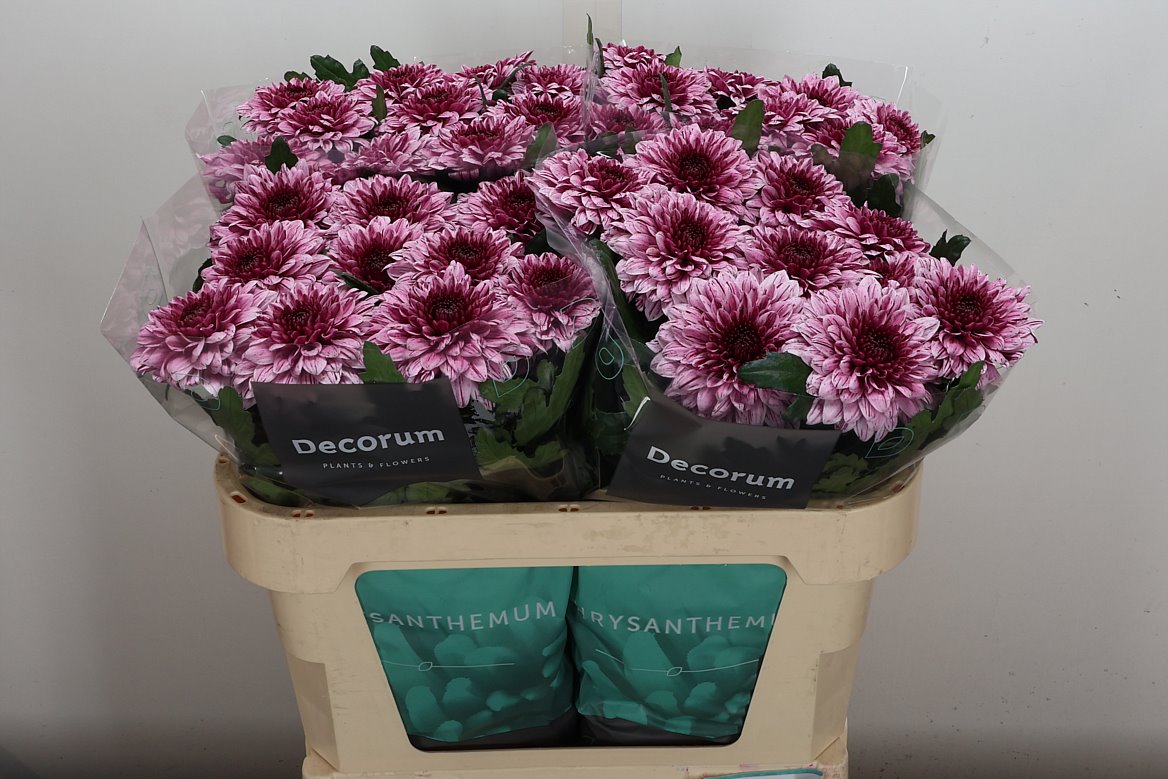 Chrysanth Single Pip 70cm 85gr.