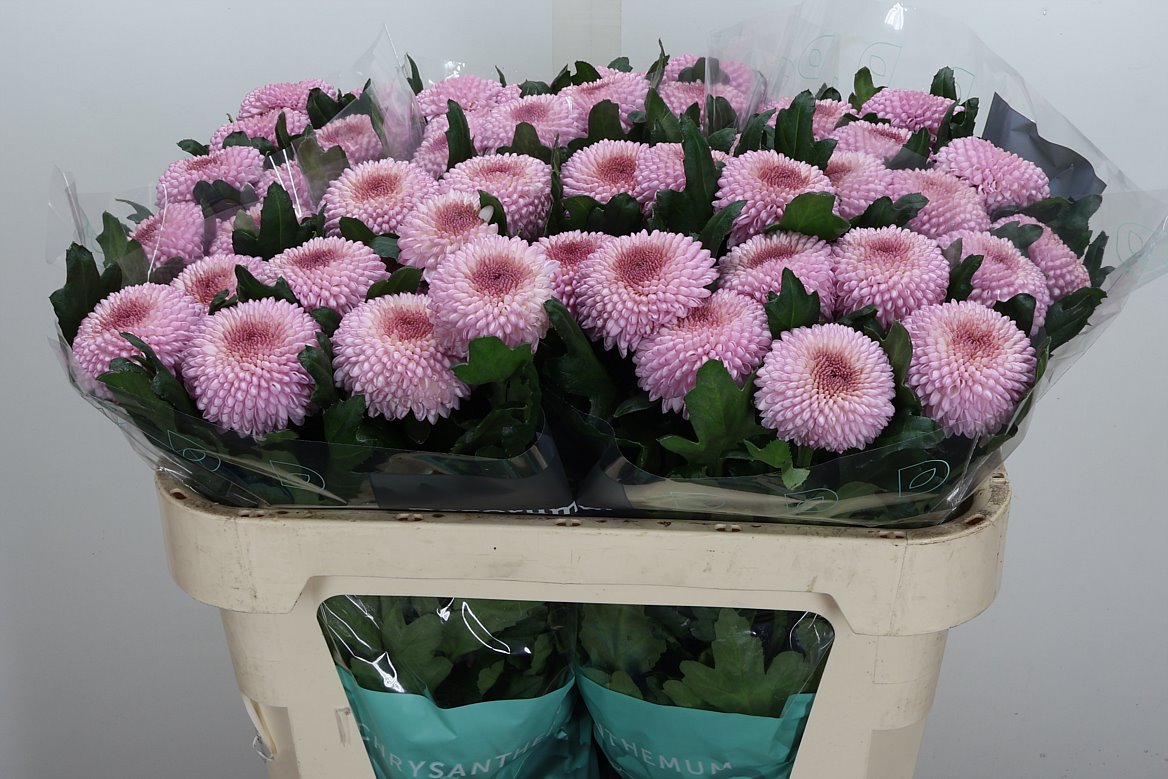 Chrysanth Single Momoko 70cm 70gr.