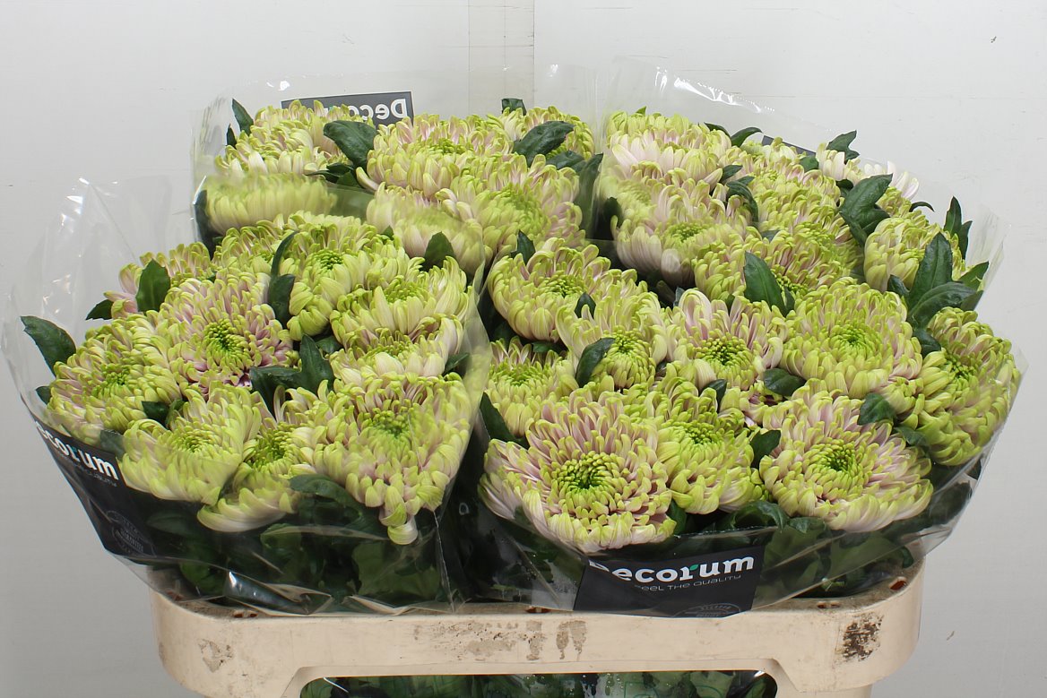 Chrysanth Single Rossano Charlotte 70cm 75gr.