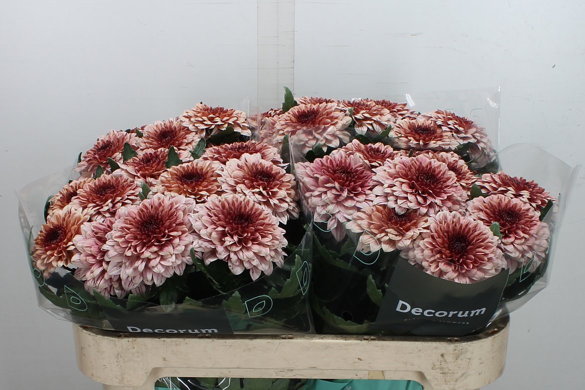 Chrysanth Single Pip Salmon 70cm 75gr.