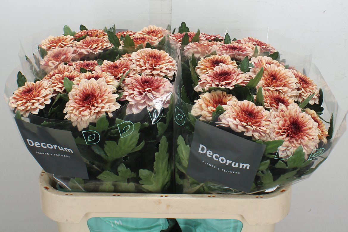 Chrysanth Single Pip Salmon 70cm 80gr.