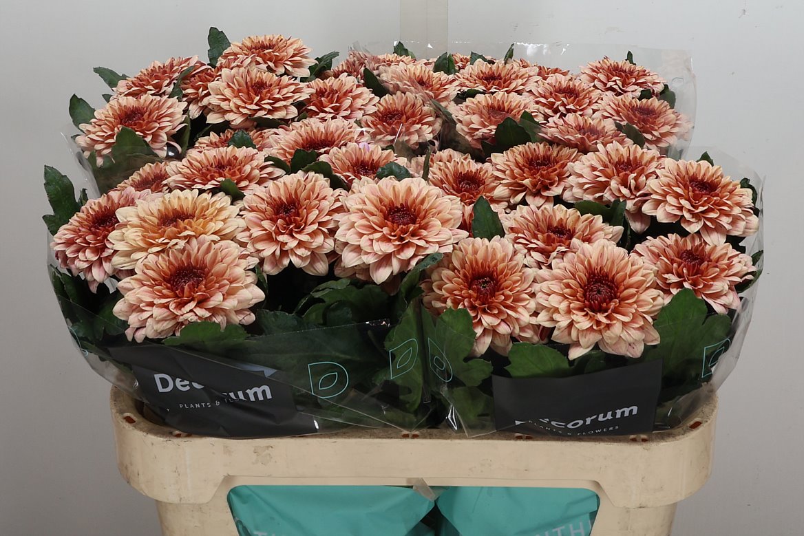 Chrysanth Single Pip Salmon 70cm 90gr.