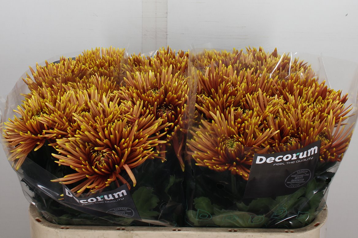 Chrysanth Single Saffina Dark 70cm 80gr.
