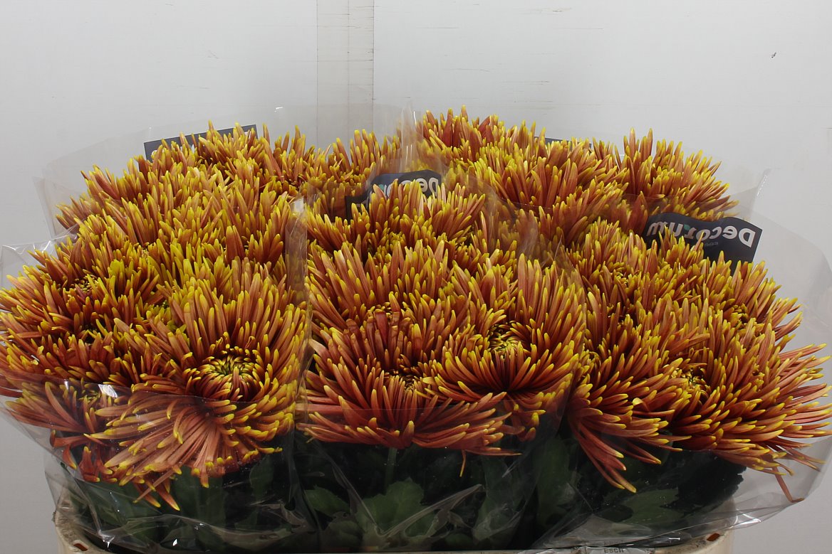 Chrysanth Single Saffina Dark 70cm 90gr.