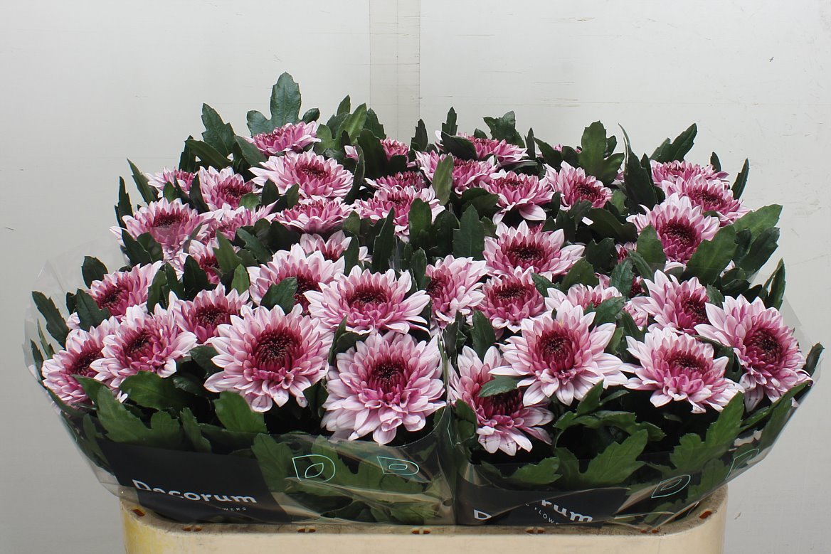 Chrysanth Single Pip Pretty 70cm 95gr.