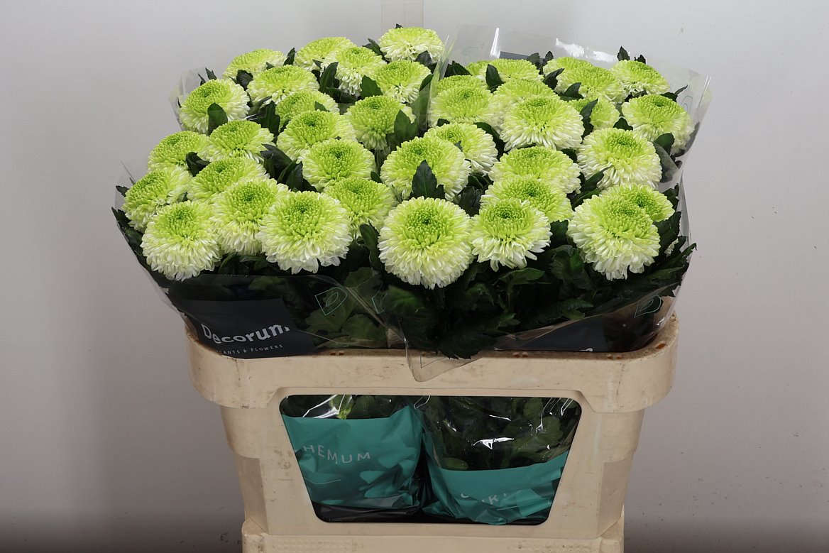 Chrysanth Single Alibaba 70cm 80gr.