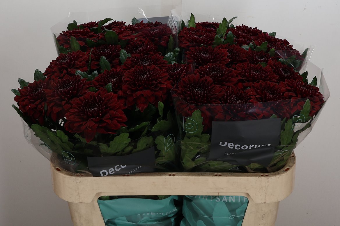 Chrysanth Single Pip Red 70cm 90gr.