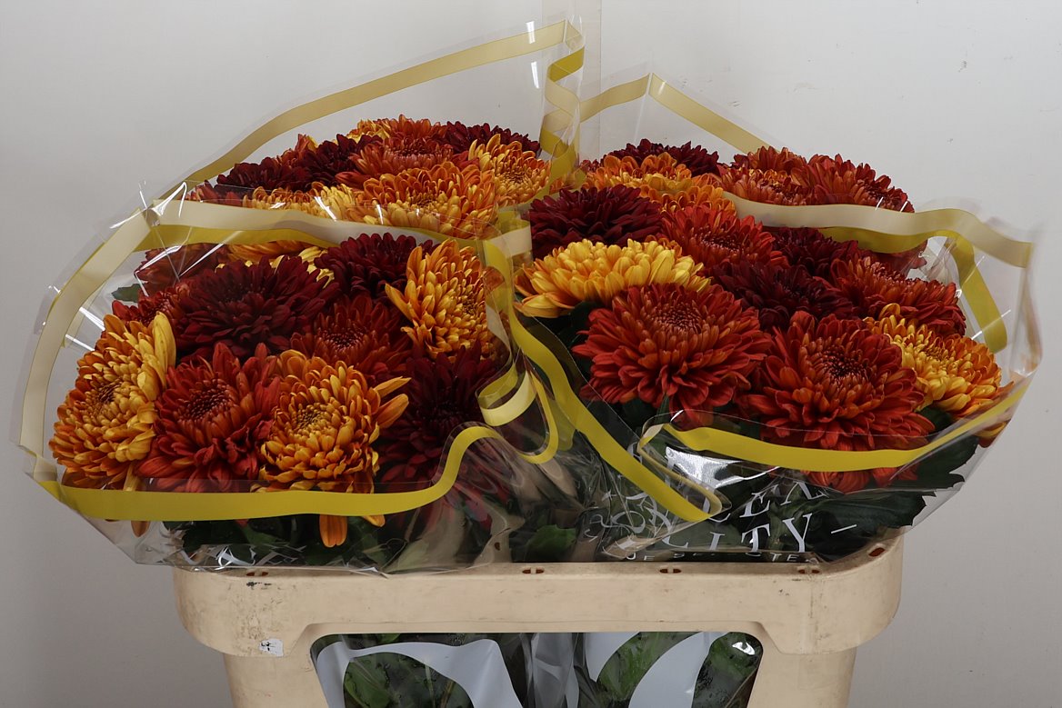 Chrysanth Single Bellavista 70cm 75gr.