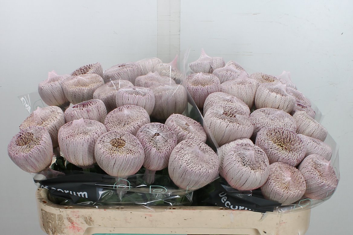 Chrysanth Single Couture 70cm 110gr.