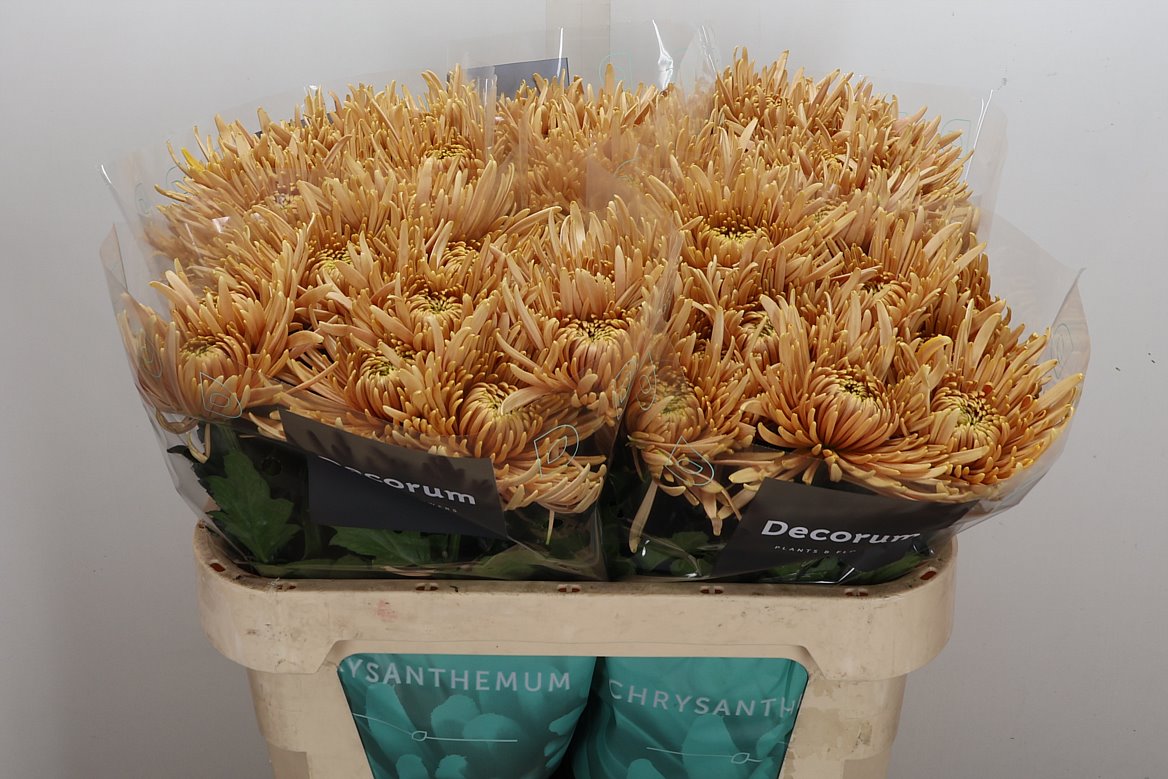 Chrysanth Single Cipria Salmon 70cm 70gr.