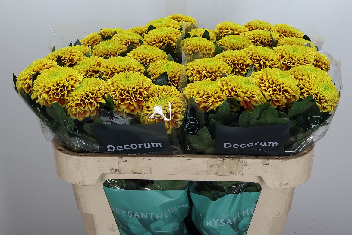 Chrysanth Single Tropicana 70cm 75gr.