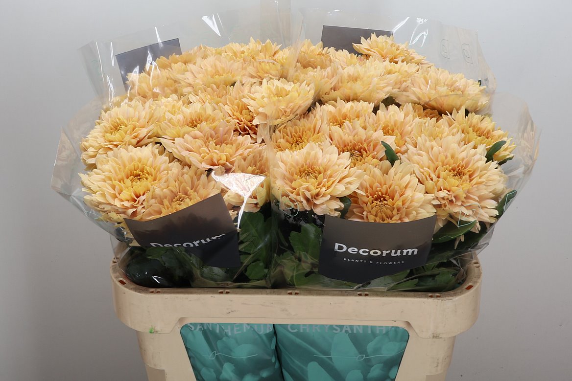 Chrysanth Single Kalimba Salmon 70cm 100gr.