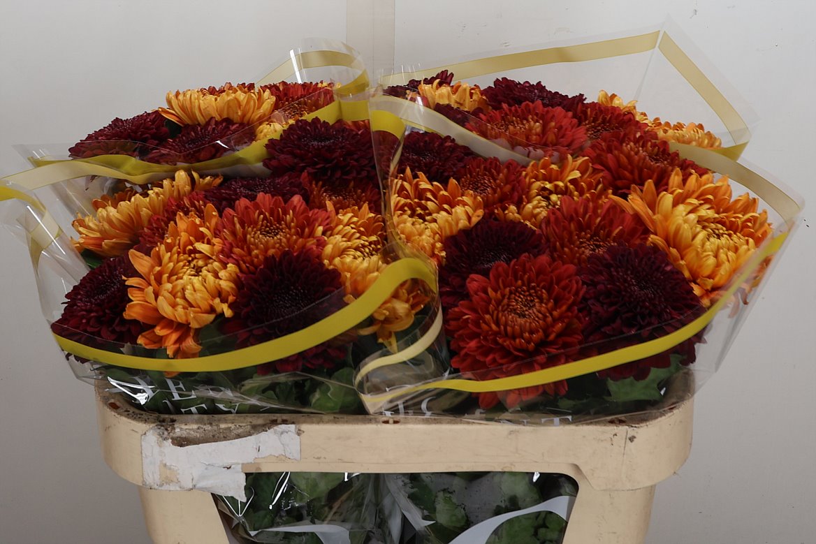 Chrysanth Single Bellavista 70cm 100gr.