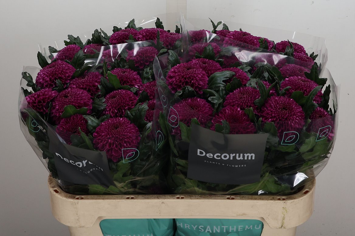 Chrysanth Single Roxo 70cm 80gr.