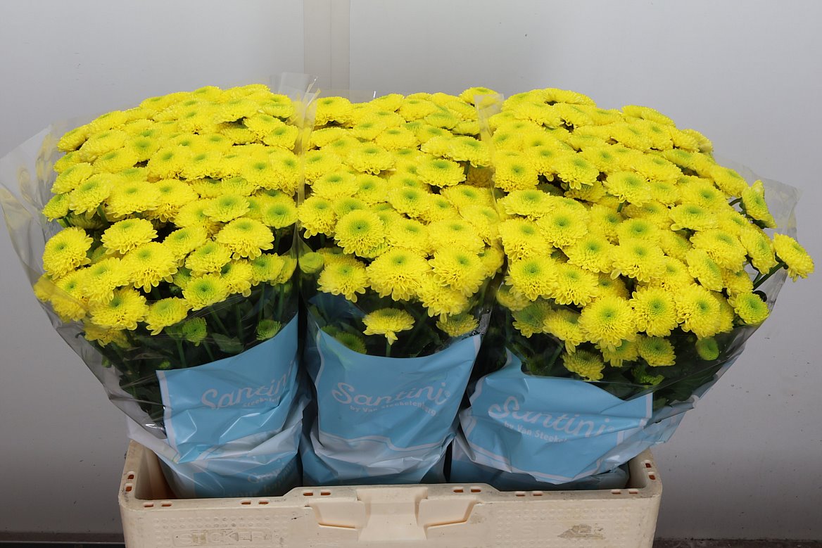 Chrysanth Santini Maverick Yellow 55cm 46gr.
