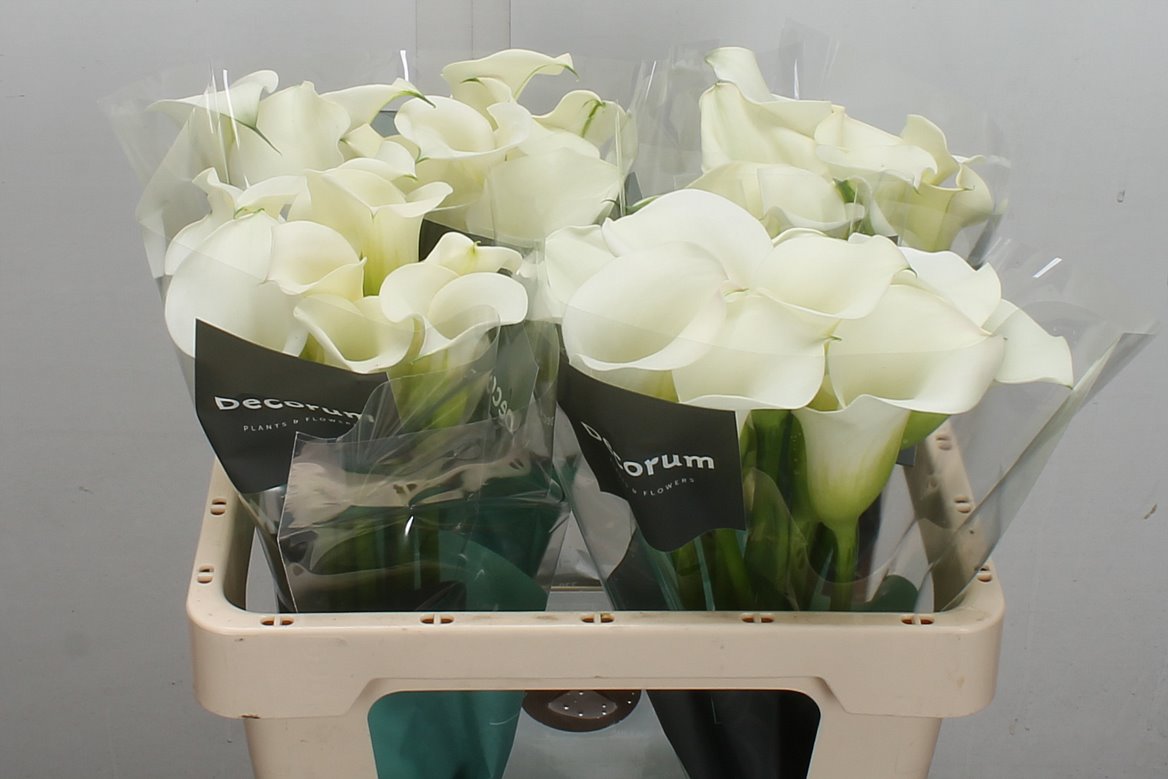 Zantedeschia Captain Ventura 55cm