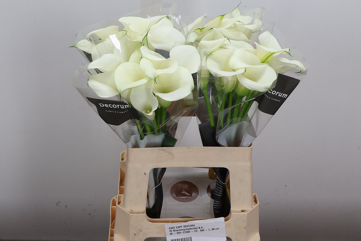 Zantedeschia Captain Ventura 60cm