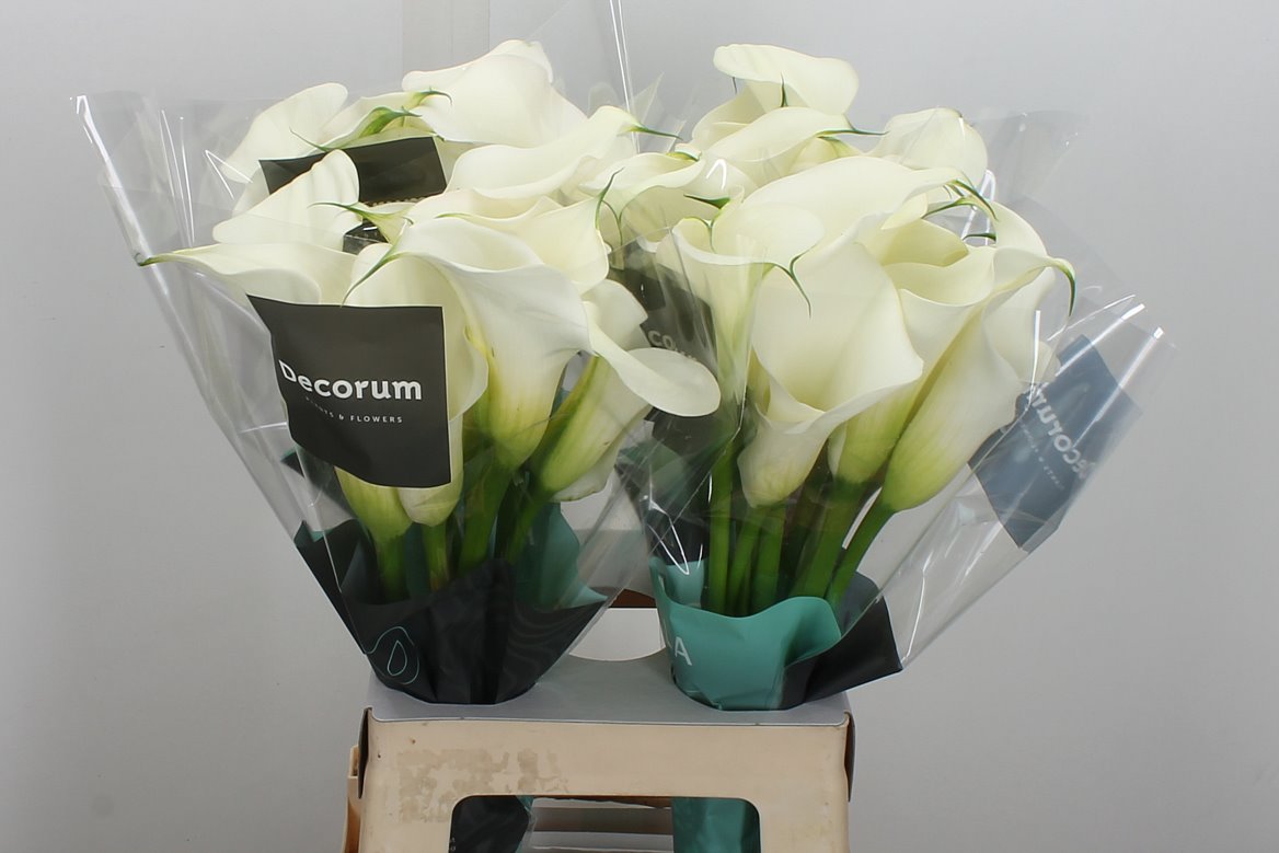 Zantedeschia Captain Ventura 65cm