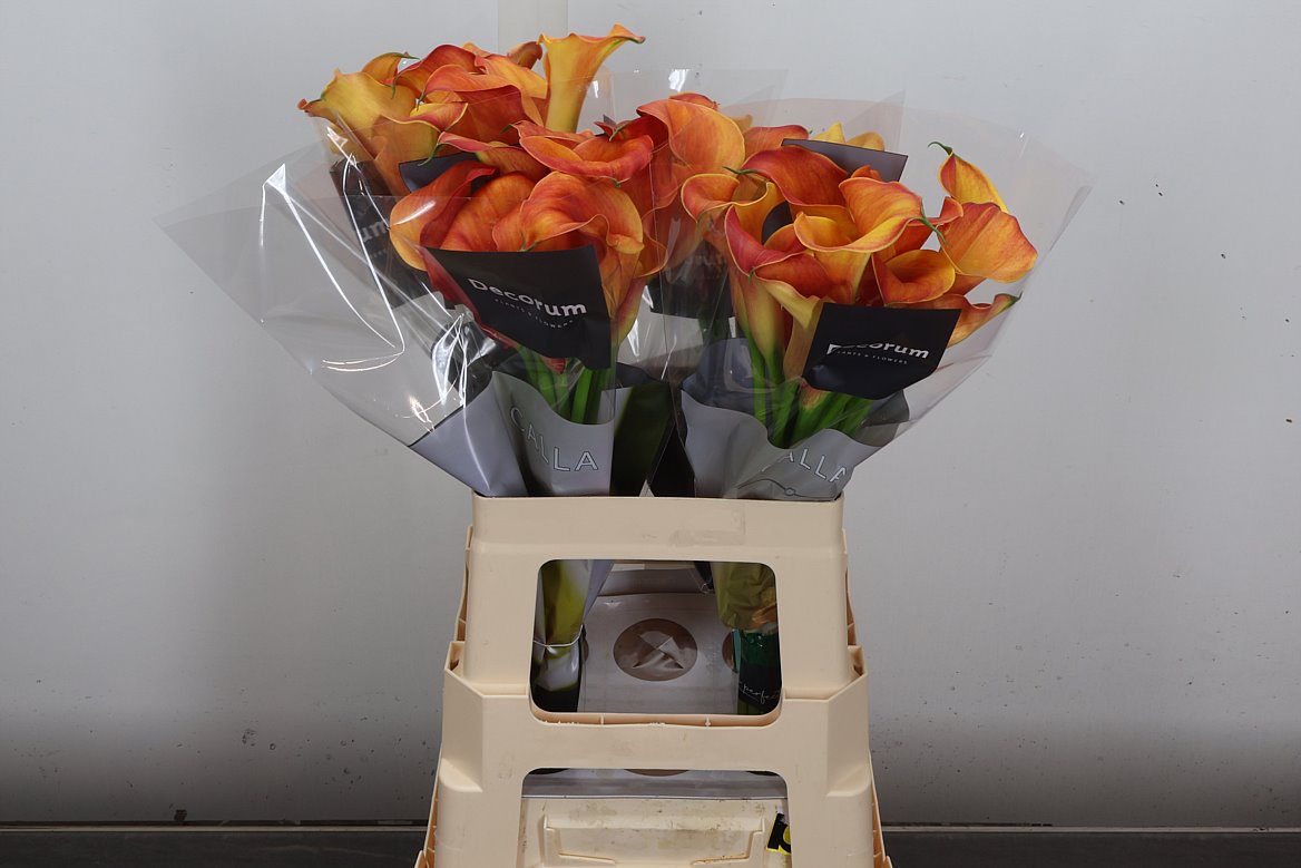 Zantedeschia Captain Odeon 60cm