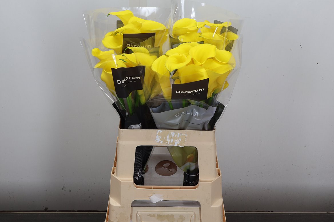 Zantedeschia Gold Medal 60cm