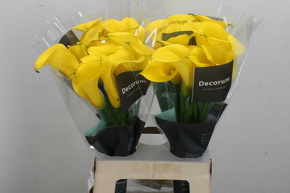 Zantedeschia Gold Medal 65cm