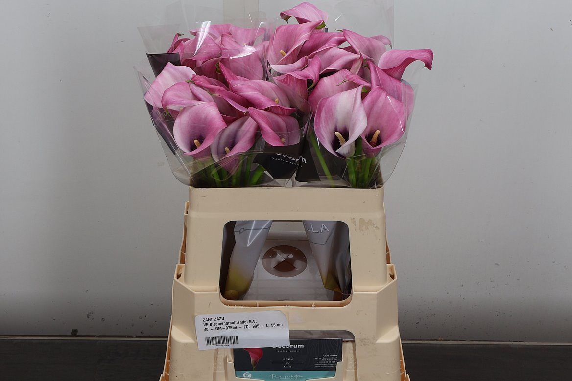 Zantedeschia Zazu 55cm
