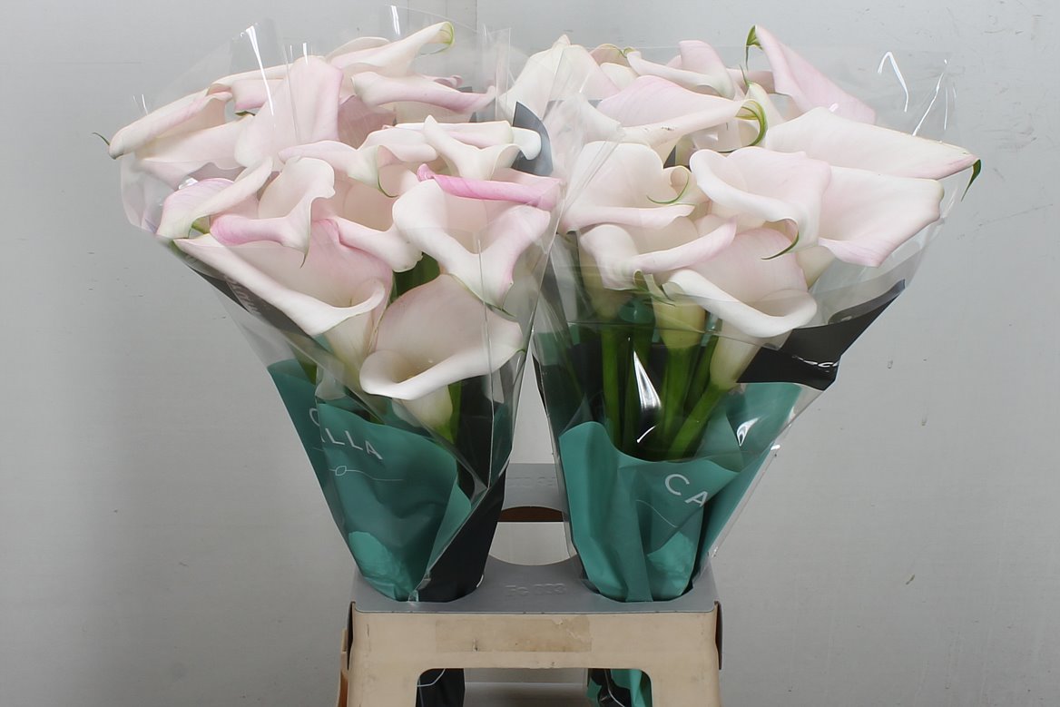 Zantedeschia Sweet Art 65cm