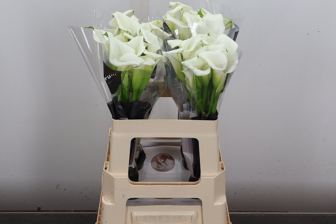 Zantedeschia Crystal Blush 60cm