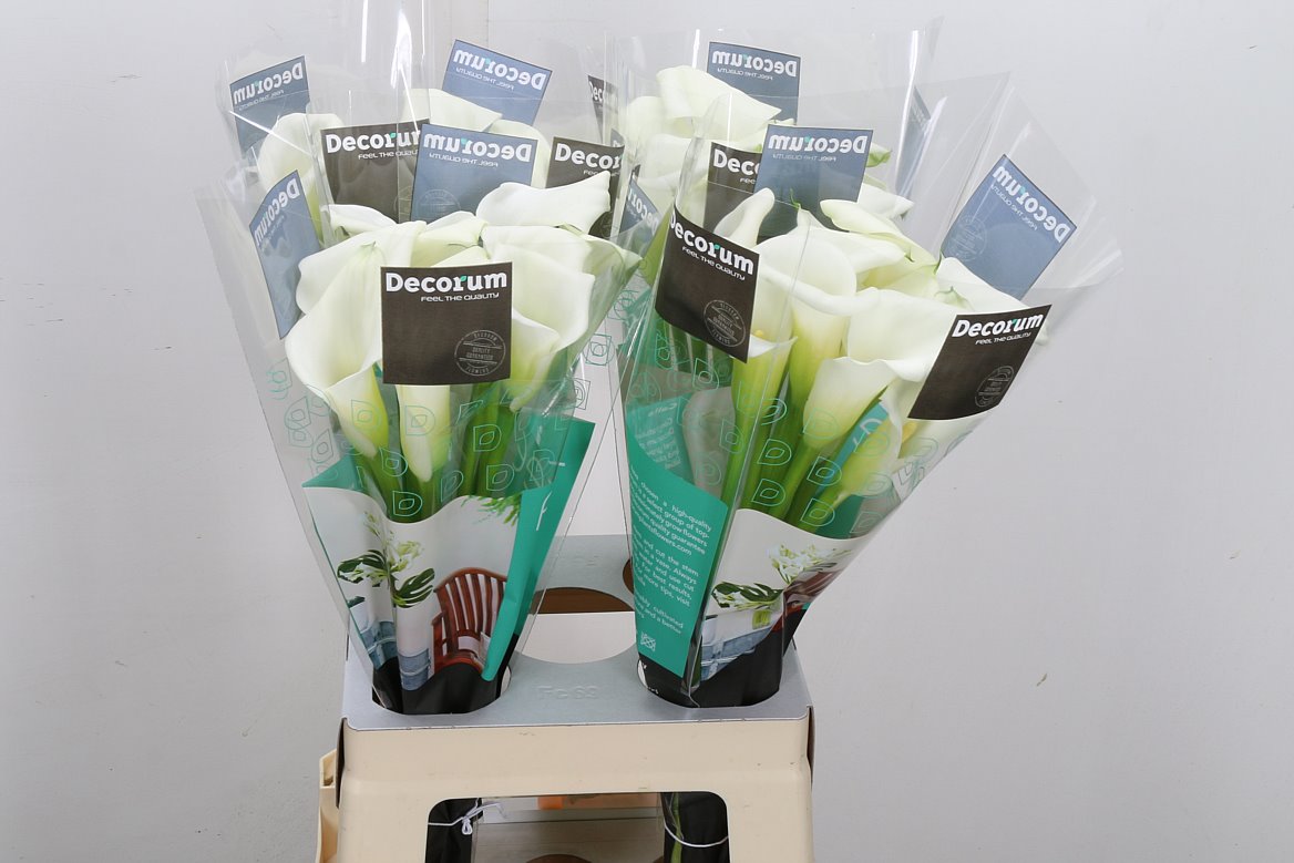 Zantedeschia Crystal Blush 65cm