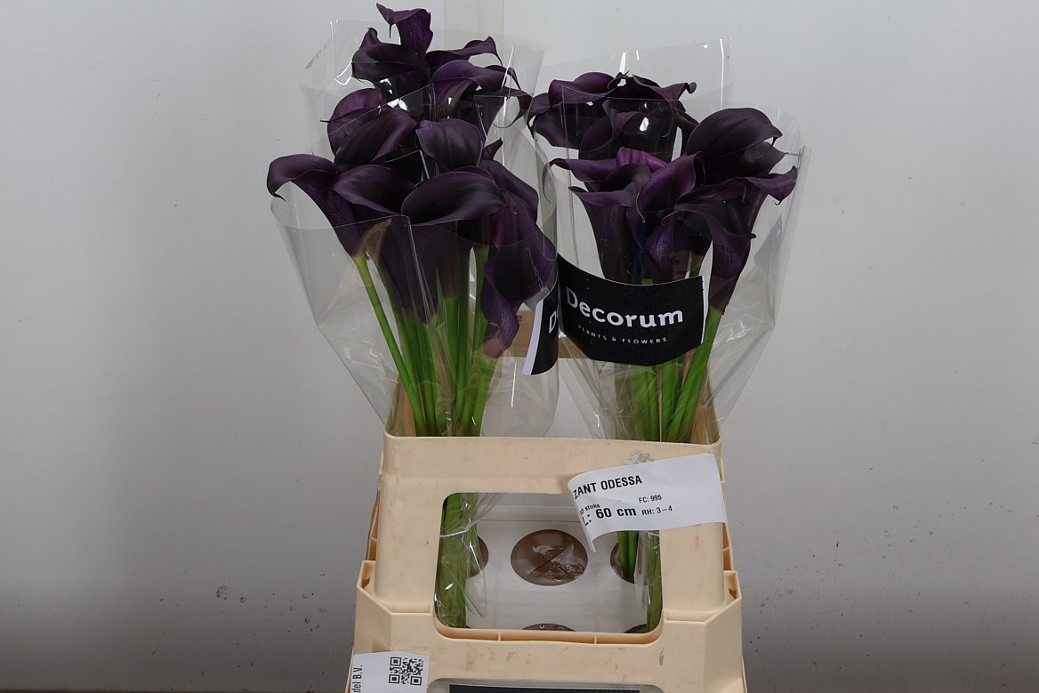 Zantedeschia Odessa 60cm