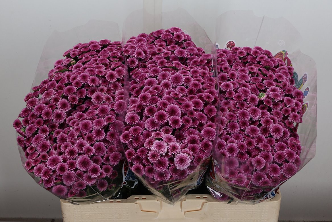 Chrysanth Santini Madiba Pink Tyolo 55cm 44gr.
