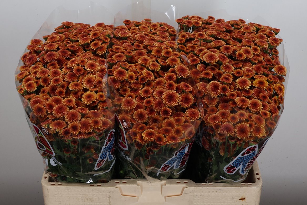 Chrysanth Santini Madiba Orange Tyolo 55cm 38gr.