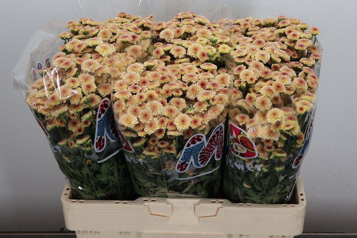 Chrysanth Santini Madiba Tyolo Salmon 55cm 44gr.