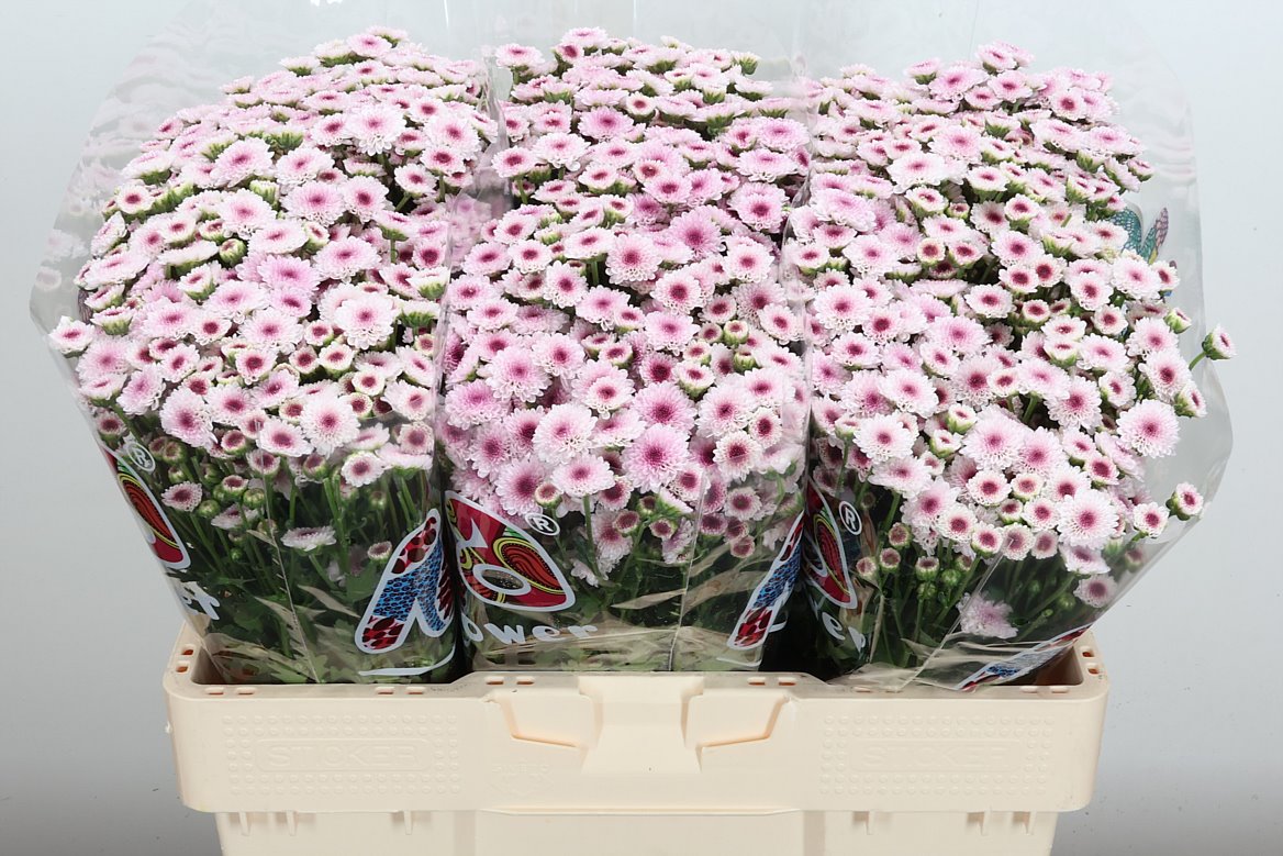 Chrysanth Santini Madiba Tyolo Bico 55cm 44gr.