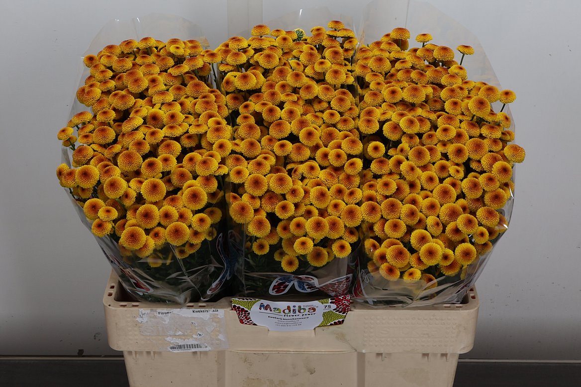Chrysanth Santini Madiba Lambo Sunrise 55cm