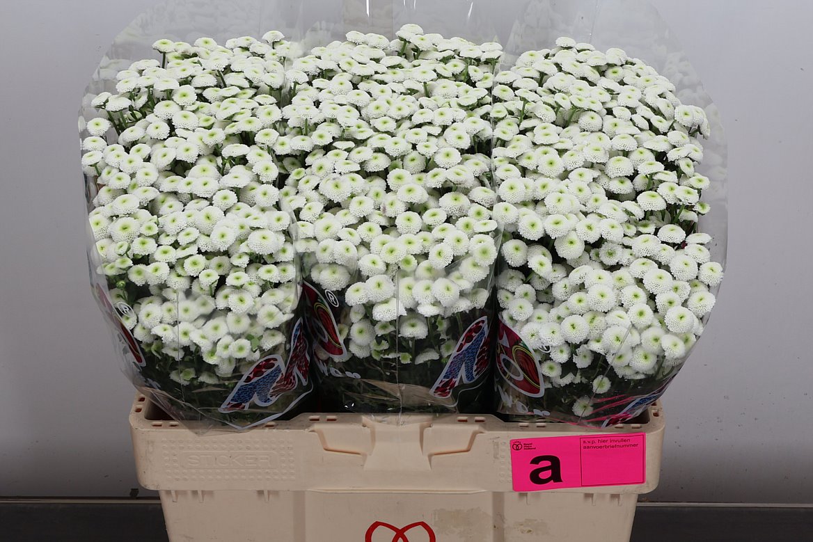 Chrysanth Santini Madiba Ideal White 55cm