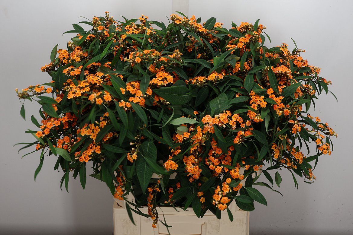 Euphorbia Fulgens Spray Sunstream 80cm 15cm Hd