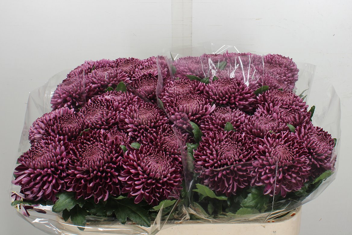 Chrysanth Single Bigoudi Purple 75cm 100gr.