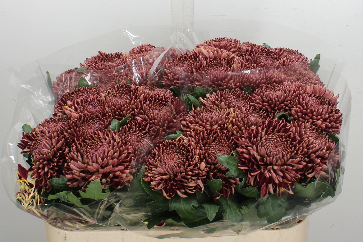 Chrysanth Single Bigoudi Red 75cm 100gr.