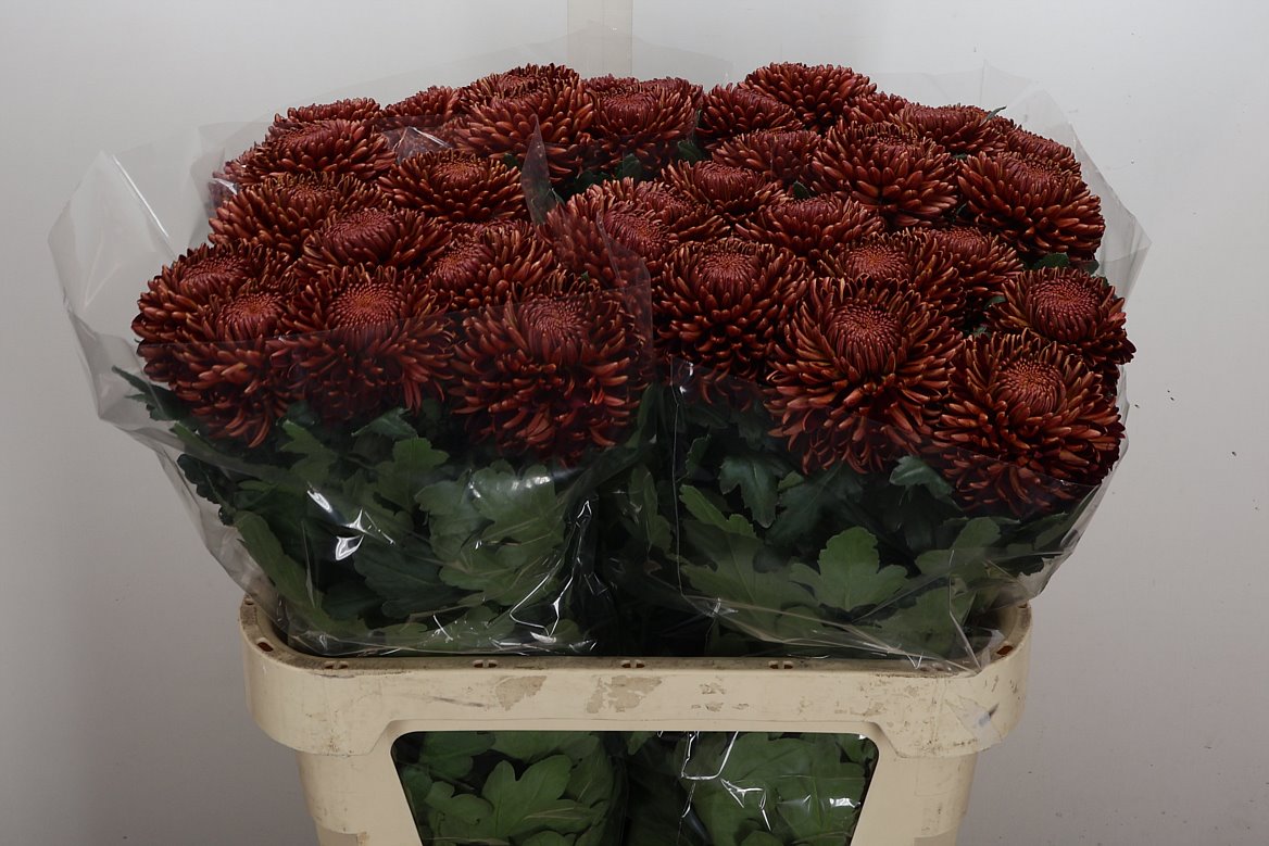 Chrysanth Single Bigoudi Copper 75cm 100gr.