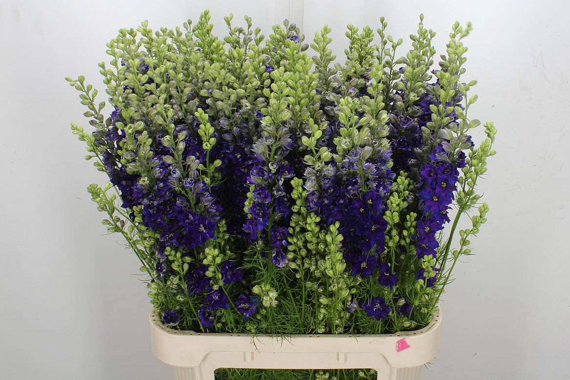 Consolida Regalis Qis Dark Blue 90cm
