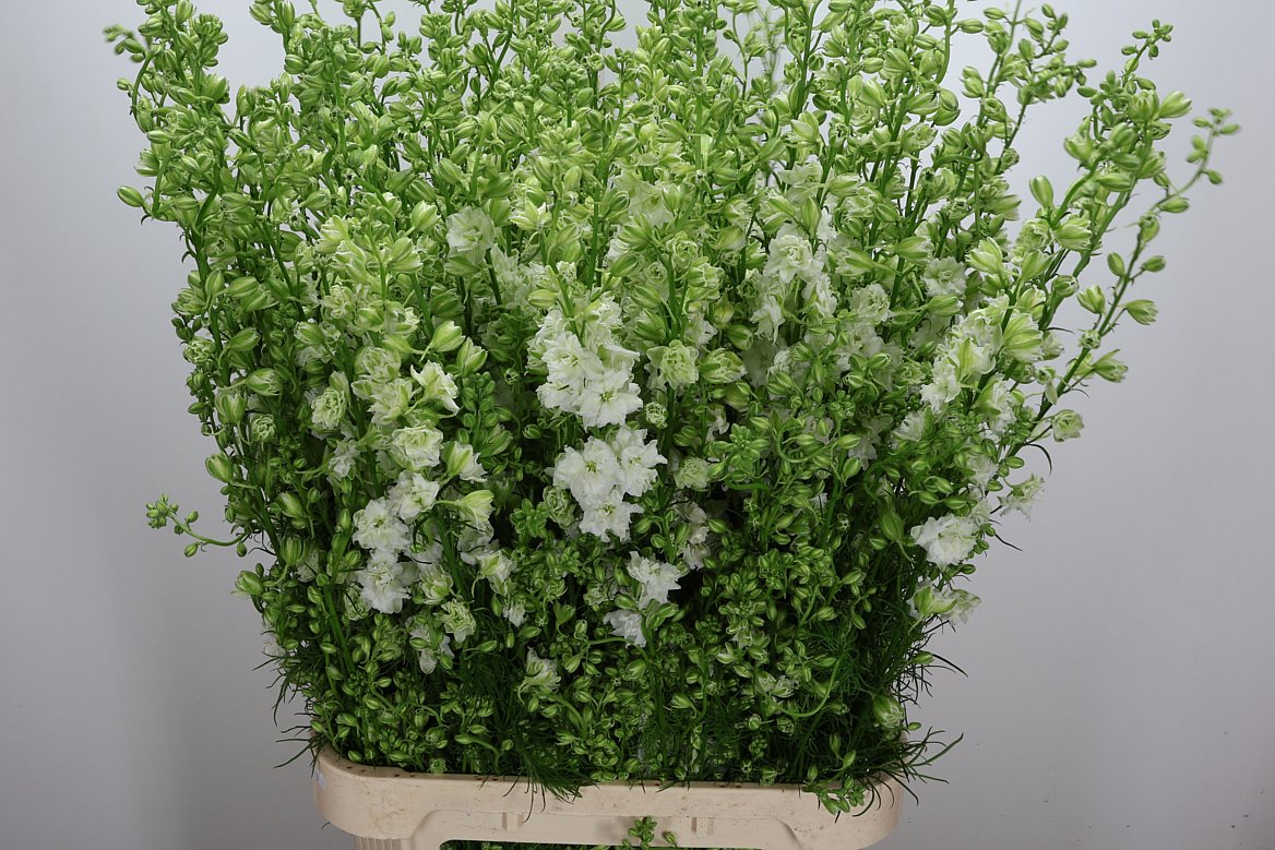 Consolida Regalis Qis White 100cm