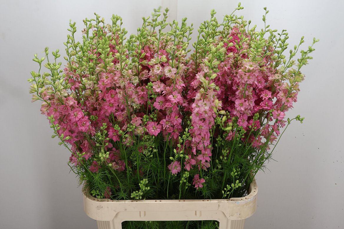 Consolida Regalis Qis Rose 90cm