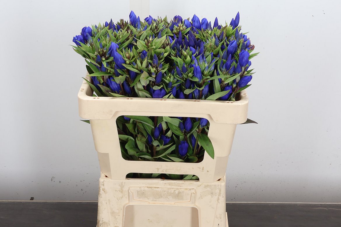 Gentiana Just Blue 50cm