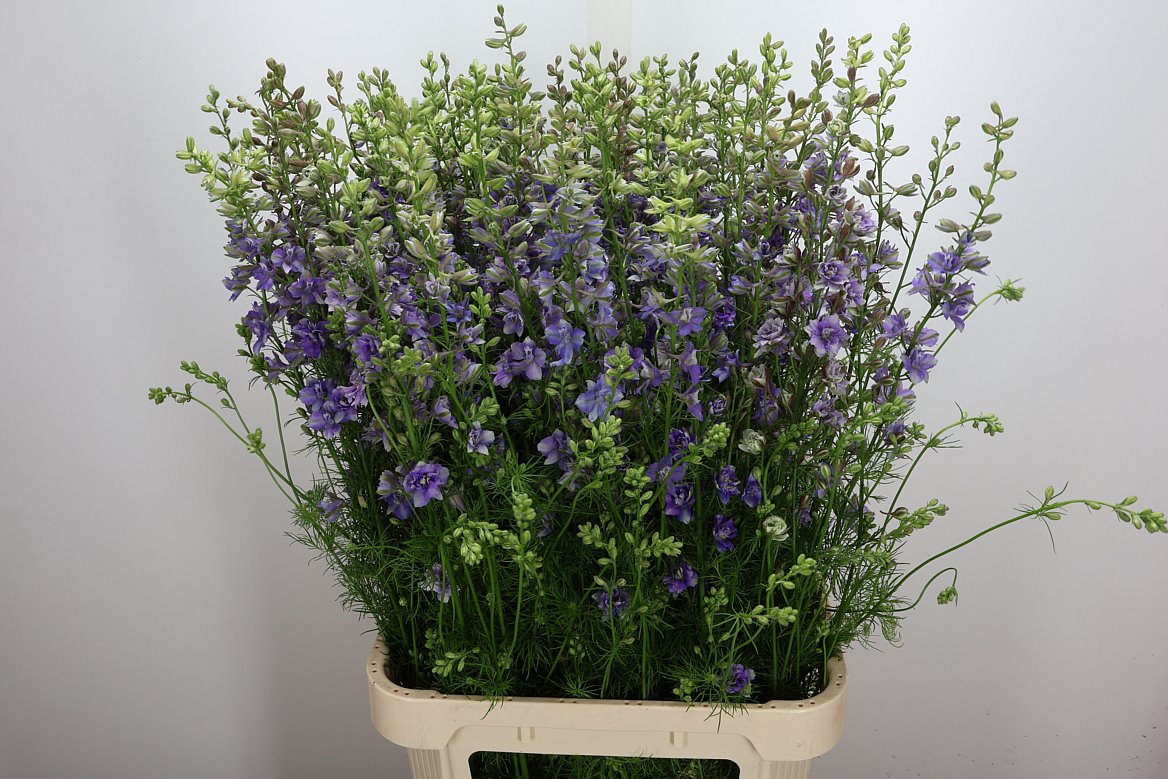 Consolida Regalis Qis Violet Lilac 100cm