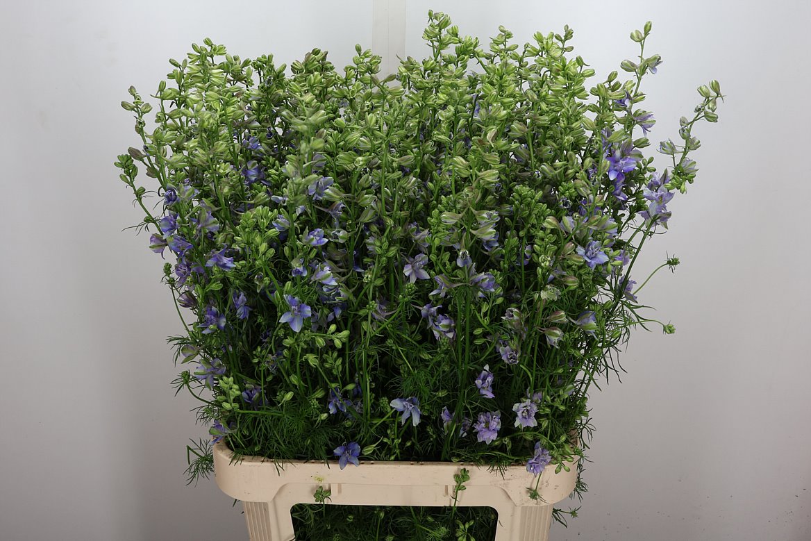 Consolida Regalis Qis Violet Lilac 90cm