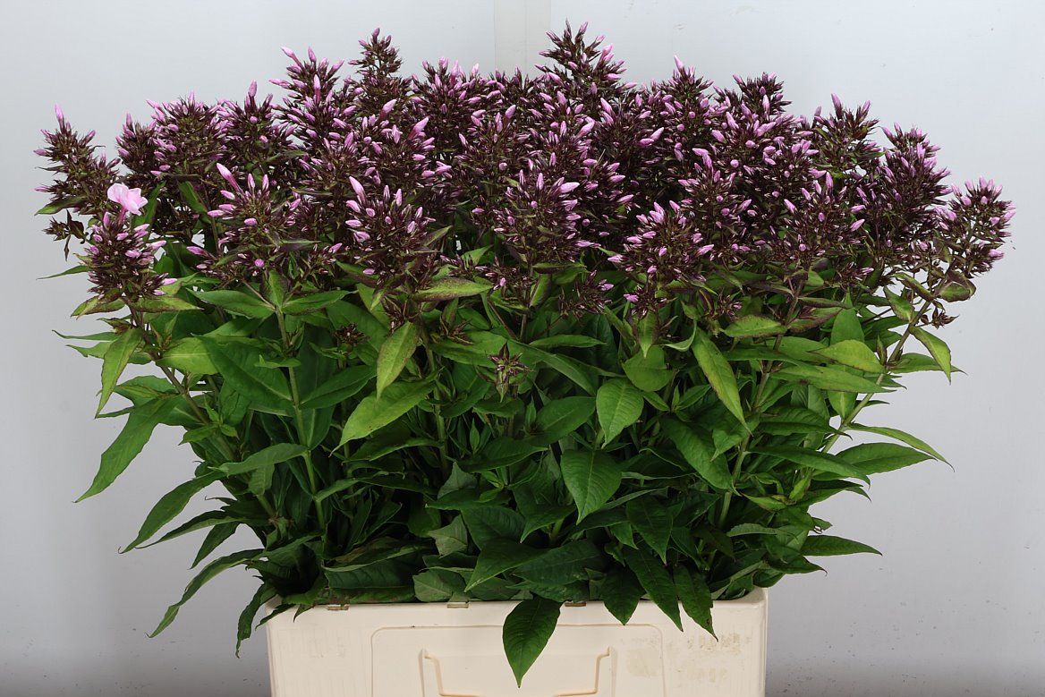 Phlox Bright Eyes 70cm