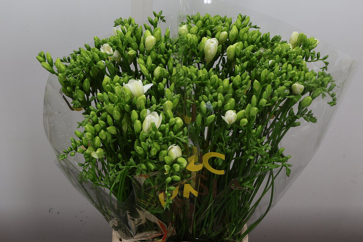 Freesia Double Volante 50cm 20gr.