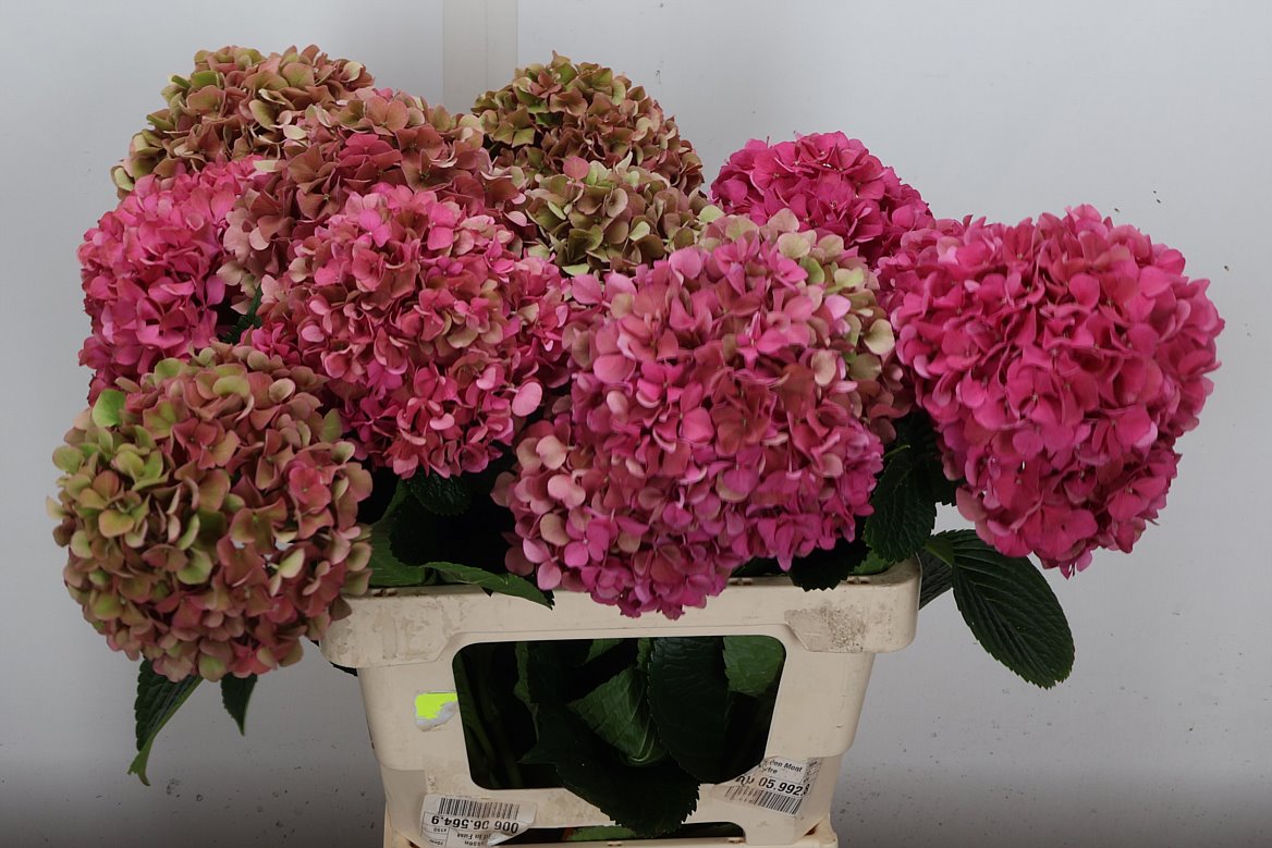 Hydrangea Glowing Alps Classic 60cm 14-16cm Hd